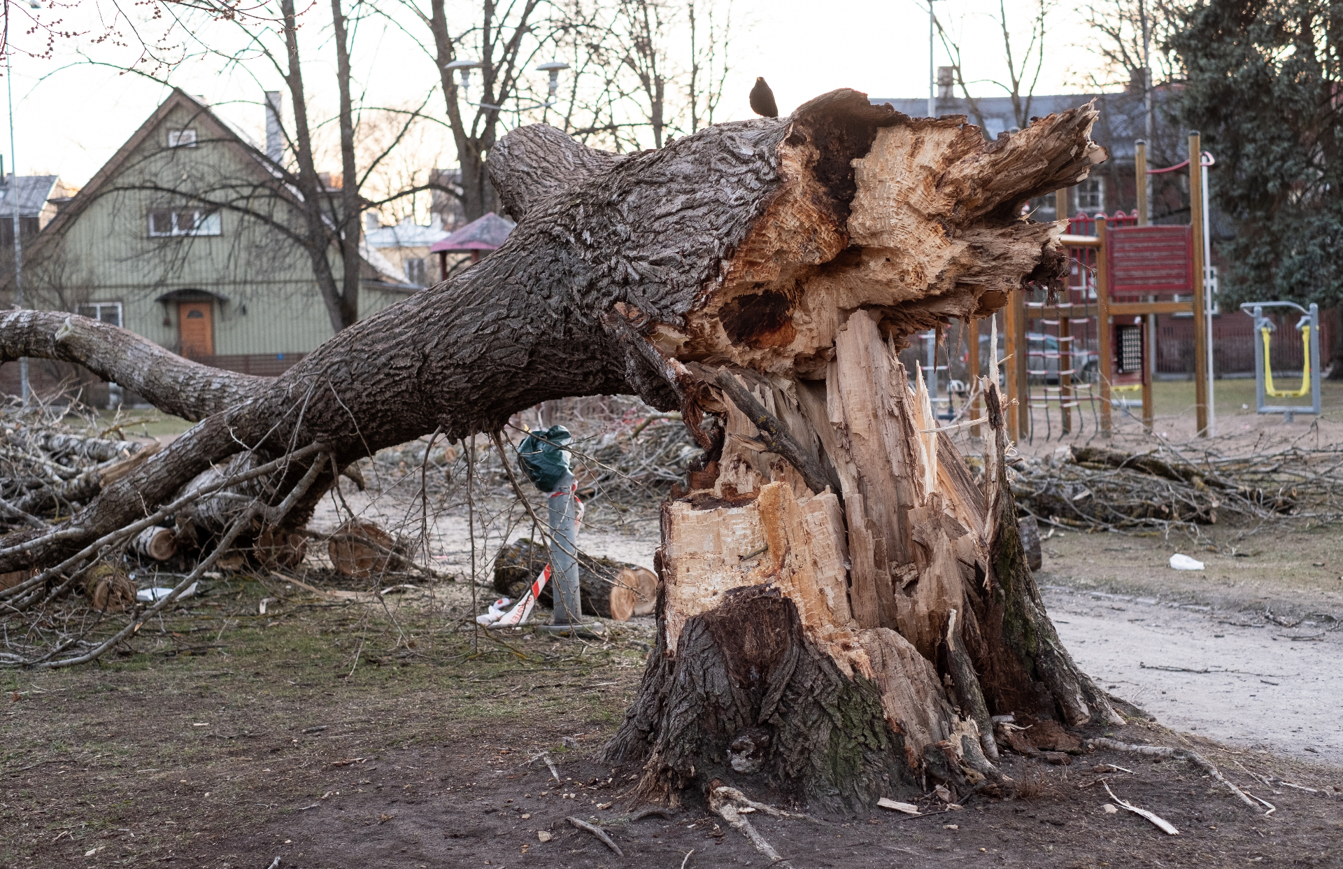 Storm-damaged tree removal in Nanaimo, BC